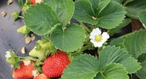 草莓开花结果需要多长时间？常见问题解答