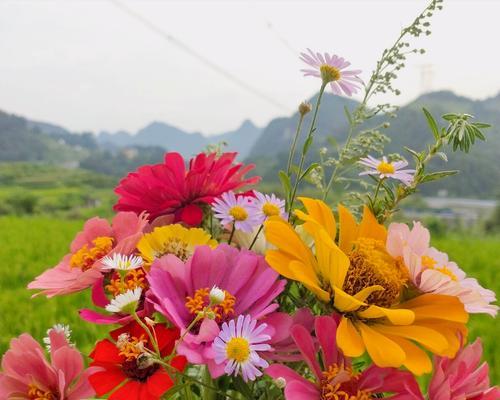 牵挂之花（以什么花的花语是牵挂）