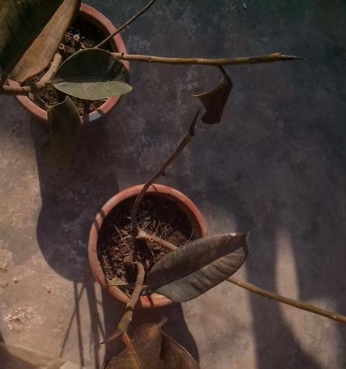 变质牛奶可以用来浇花吗？使用变质牛奶浇花的正确方法是什么？