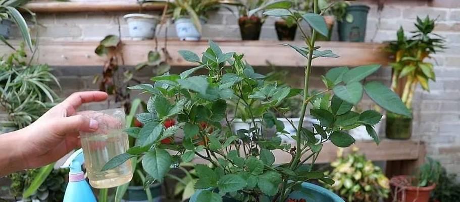 变质牛奶可以用来浇花吗？使用变质牛奶浇花的正确方法是什么？