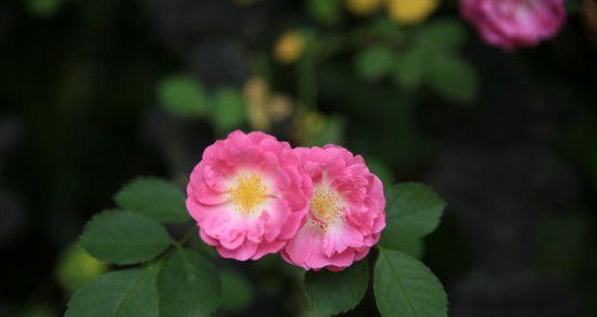 以玫瑰花的花语为主题的文章（用玫瑰花传达爱情的深情表达）