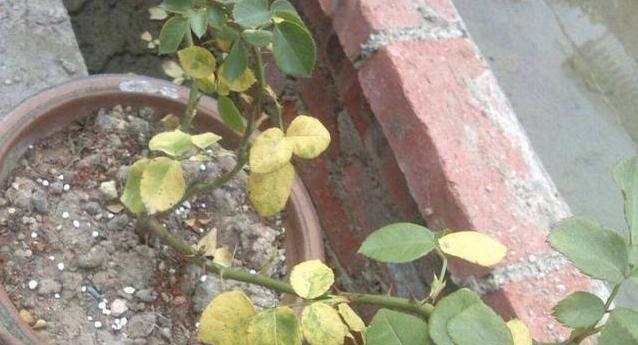 变质牛奶可以用来浇花吗？使用变质牛奶浇花的正确方法是什么？