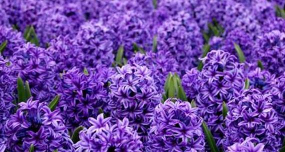 重生的希望——以莲花为主题的花语(探寻莲花花语) 重生的希望——以莲花为主题的花语(探寻莲花花语)