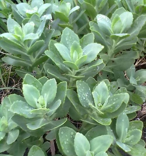 八宝景天风水寓意是什么？如何正确摆放以招财纳福？