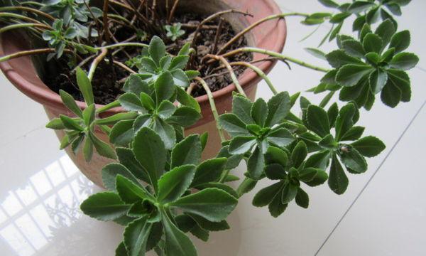 八宝景天风水寓意是什么？如何正确摆放以招财纳福？