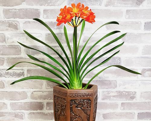 君子兰的寓意与象征风水——品味高尚，吉祥遨游