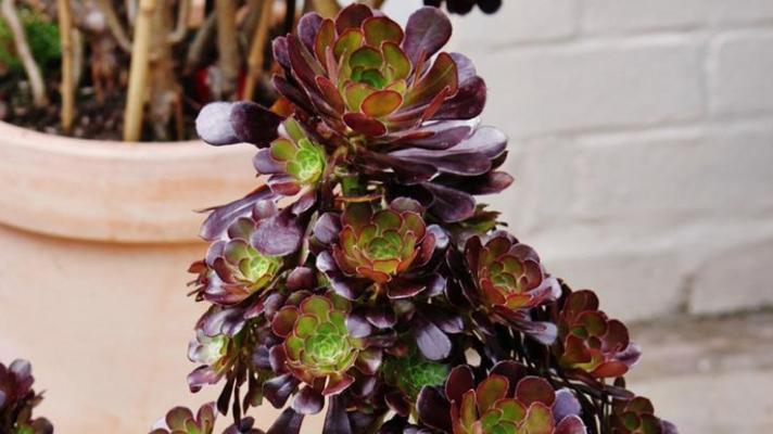 黑法师秋天养护需要注意什么？如何确保其健康生长？