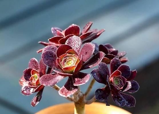 黑法师秋天养护需要注意什么？如何确保其健康生长？