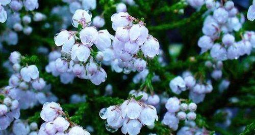 《唯一的花语——以玫瑰花为主题的文章》(不同颜色的玫瑰花所传递的花语) 《唯一的花语——以玫瑰花为主题的文章》(不同颜色的玫瑰花所传递的花语)