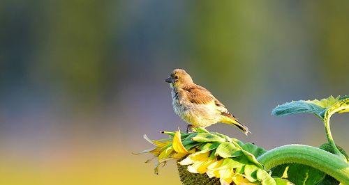 金丝雀是藤本植物还是灌木？如何区分？