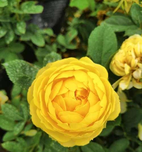 金丝雀是藤本植物还是灌木？如何区分？