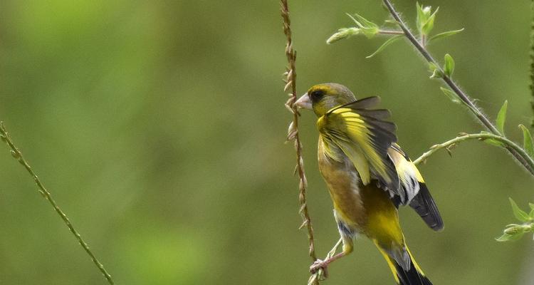 金丝雀是藤本植物还是灌木？如何区分？