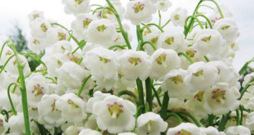 白铃兰的花语与寓意（追寻纯洁与真实的花海）