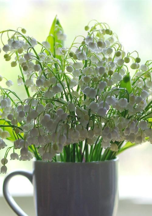 白铃兰的花语与寓意（追寻纯洁与真实的花海）