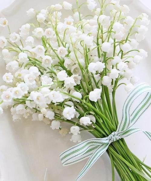 白铃兰的花语与寓意（追寻纯洁与真实的花海）