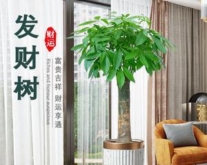 前台放什么植物最招财？常见招财植物有哪些？