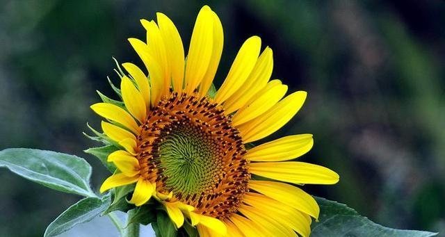 向日葵花语与代表意义的探索（阳光之花的美丽传说）