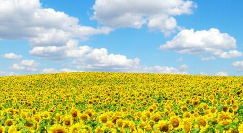 向日葵花语与代表意义的探索（阳光之花的美丽传说）