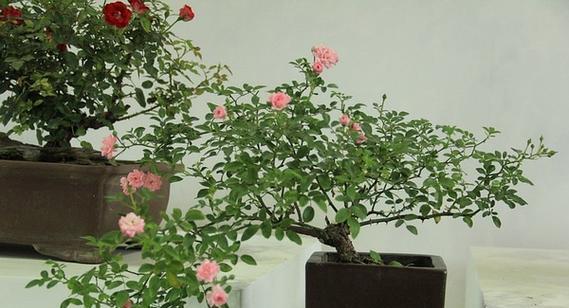 梅花属于木本植物吗?它的分类和特点是什么?