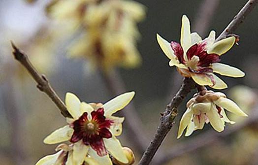 梅花属于木本植物吗？它的分类和特点是什么？