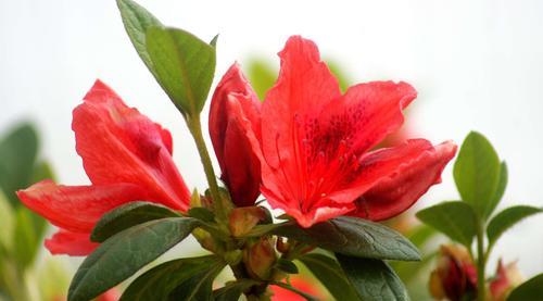 梅花花语的意义和魅力（寒冬之中独立坚强）