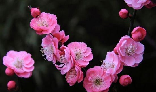 梅花属于木本植物吗？它的分类和特点是什么？