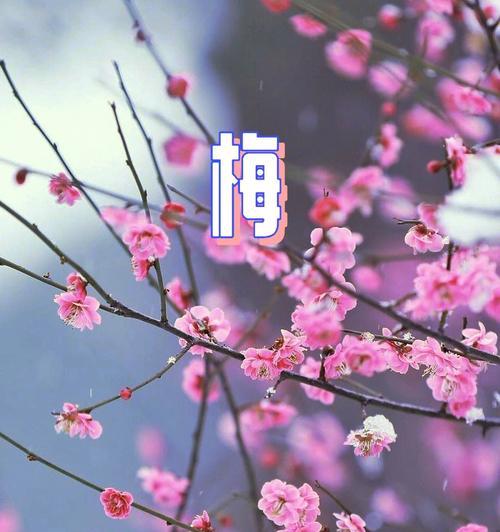 梅花花语的意义和魅力（寒冬之中独立坚强）