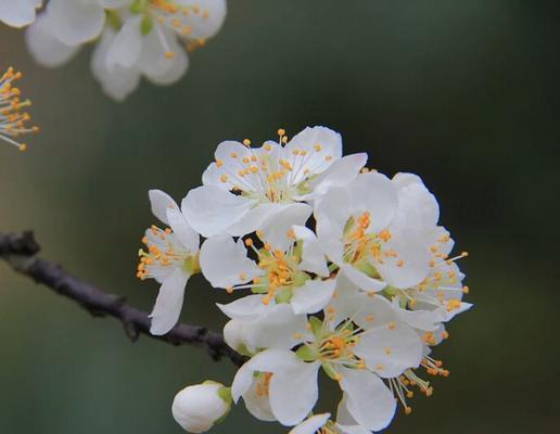 梅花花语的意义和魅力（寒冬之中独立坚强）