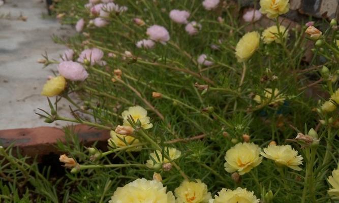 以太阳花（探索以太阳花的象征意义及其历史背景）