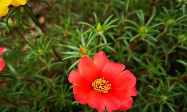 以太阳花（探索以太阳花的象征意义及其历史背景）