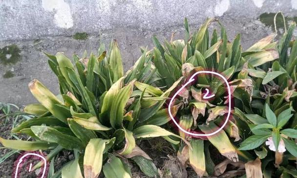 万年青长得太高怎么修剪？修剪后如何促进新芽生长？