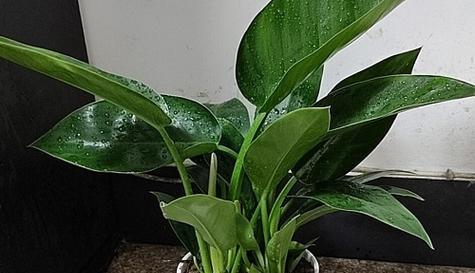 万年青长得太高怎么修剪？修剪后如何促进新芽生长？