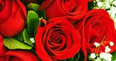 玫瑰花数量的含义——传递的情感和意义（从玫瑰花数量看爱情与友情的表达）