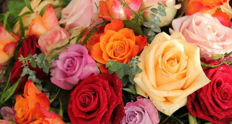 玫瑰花数量的含义——传递的情感和意义（从玫瑰花数量看爱情与友情的表达）