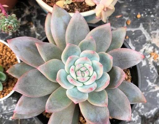 多肉雪莲夏天养护技巧？如何应对高温天气？