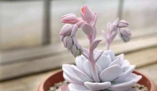 多肉雪莲夏天养护技巧？如何应对高温天气？