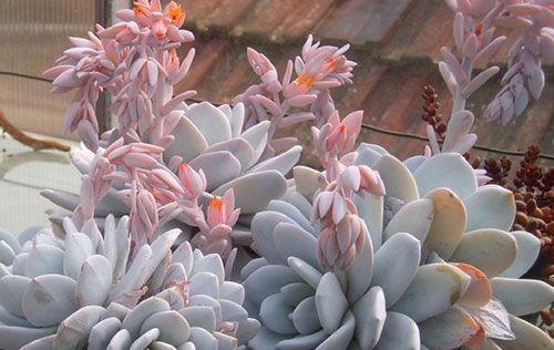 多肉雪莲夏天养护技巧？如何应对高温天气？