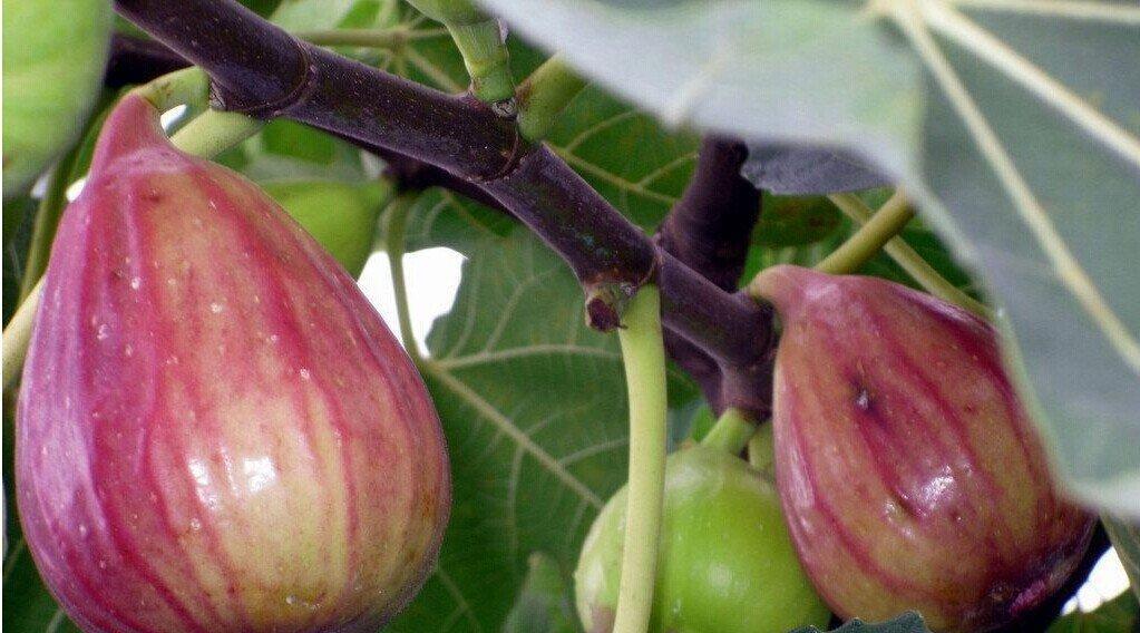 无花果的生长环境是什么？哪些地方条件最适合无花果生长？