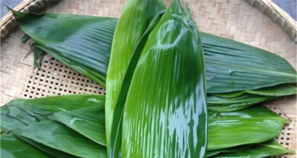 箬叶的意义与用途（探索箬叶的多样性与应用领域）