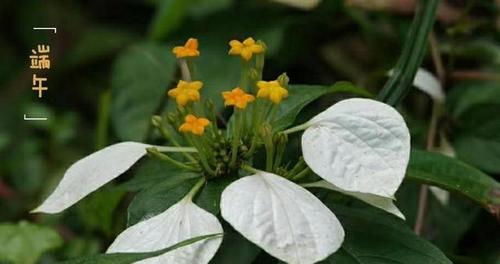 箬叶的意义与用途（探索箬叶的多样性与应用领域）