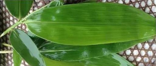 箬叶的意义与用途（探索箬叶的多样性与应用领域）