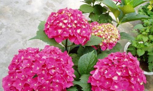 绣球的寓意和象征——花开富贵、爱情美满（花语之王绣球的隐含意义及象征意象）