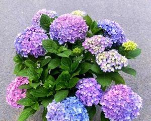 绣球的寓意和象征——花开富贵、爱情美满（花语之王绣球的隐含意义及象征意象）