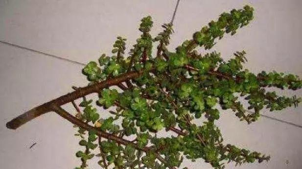 盆栽马齿苋冬天会死吗？如何让它安全过冬？