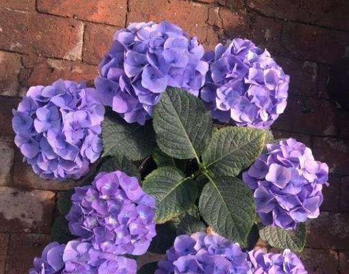 绣球的寓意和象征——花开富贵、爱情美满（花语之王绣球的隐含意义及象征意象）