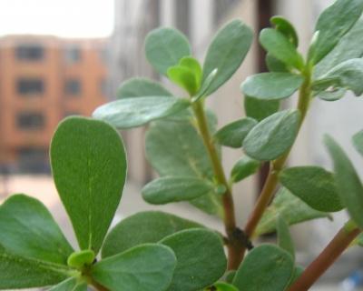 盆栽马齿苋冬天会死吗？如何让它安全过冬？