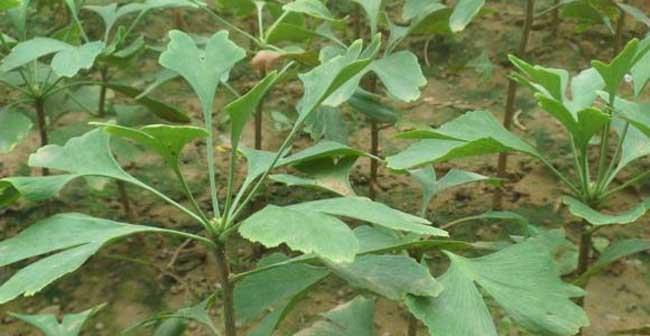 银杏树可以嫁接什么树？嫁接方法和注意事项是什么？