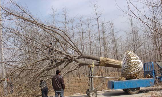 银杏树可以嫁接什么树？嫁接方法和注意事项是什么？