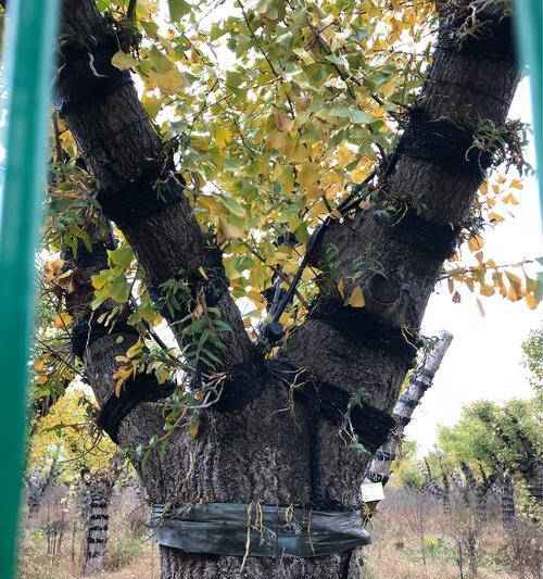 银杏树可以嫁接什么树？嫁接方法和注意事项是什么？