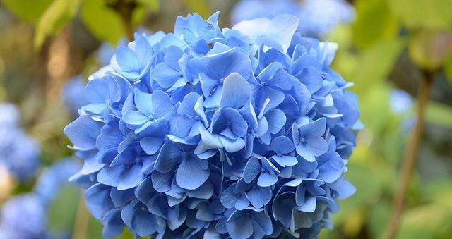 绣球花的花语（探究绣球花的深层含义及其象征意义）